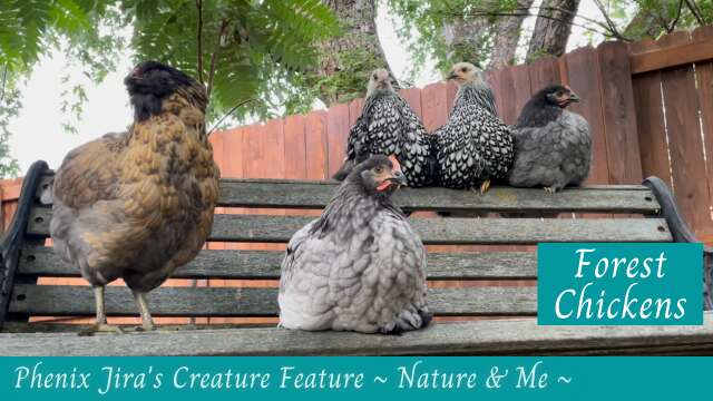 Chickens Preening on a Park Bench - Creature Feature