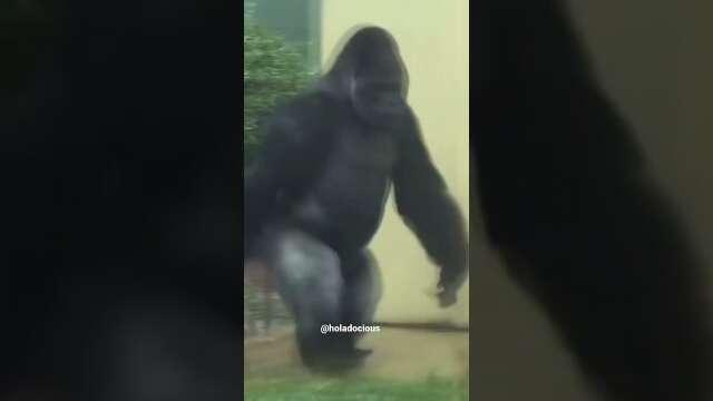 Gorillas Sneak Off And Get High