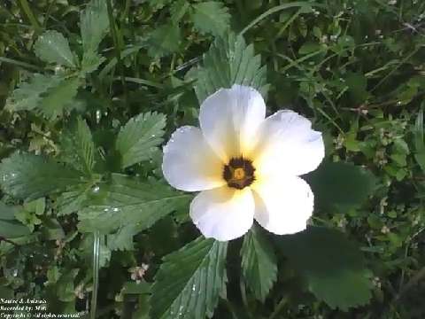 Beautiful sida sp flower, the leaves are still wet, due to morning rain [Nature & Animals]