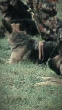 Schutzhund Spürhund Kampfhund Diensthund Militärhund Hundeführer AVA-INFO