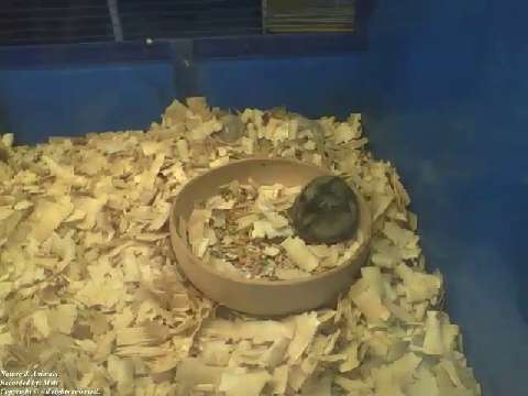 Lazy dwarf hamster eating inside of the bowl filling his belly with food [Nature & Animals]