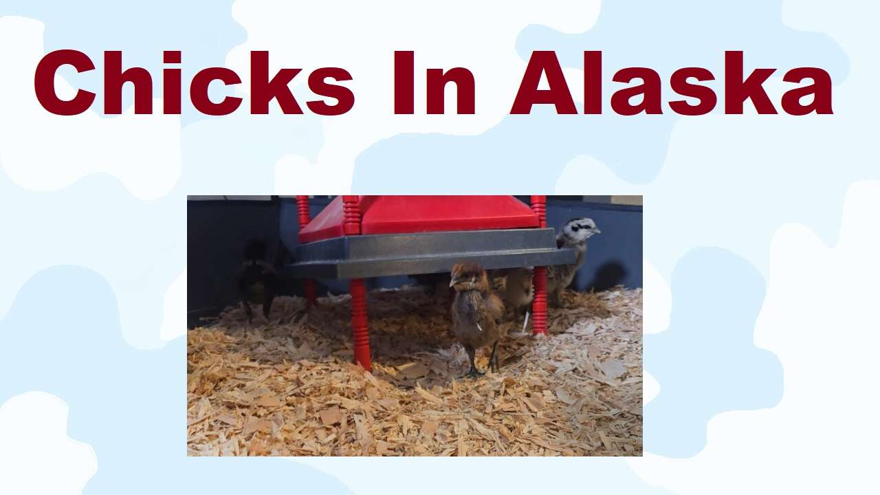 S4E4 Chicks in Alaska