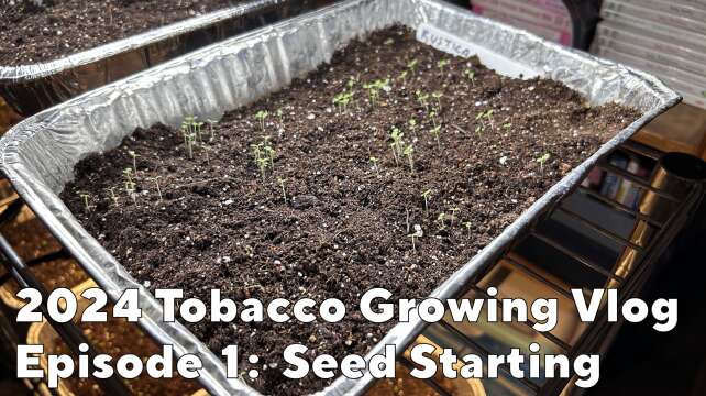 Tobacco Growing Vlog 2024 #1 - Seed Starting