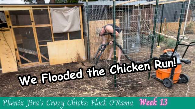 Chicken Run Flood - Murphy's Law Hits