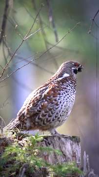 Haselhuhn AVA-INFO