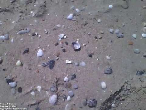 Filming near the beach, you can see shellfish, rocks and objects [Nature & Animals]