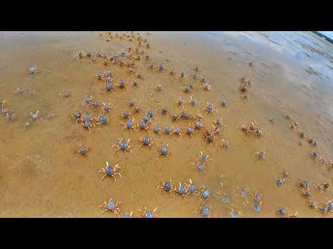 Soldier Crabs and Unusual Creatures in the Mangroves: A Documentary!