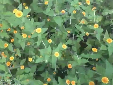 Constellation of yellow cosmos flowers, a beautiful small garden [Nature & Animals]