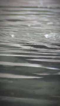 Wasseramsel AVA-INFO