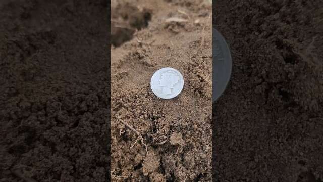 105 Years Old Coin! #silver #oldcoins #metaldetecting #metaldetector #minelabmanticore #treasure