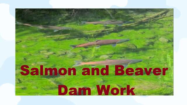 S3E34 Salmon and Beaver Dam Work