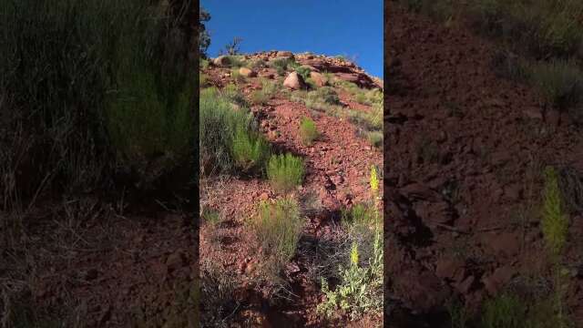 Biodiversity in the Desert of Moab | Hiking Adventures #shorts