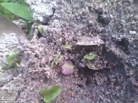 Ants entering and leaving the sand burrow in winter, around the plants [Nature & Animals]