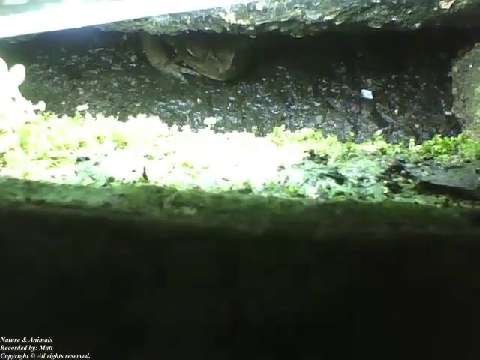 Frog is seen under the culvert cover at night, it doesn't seem to care [Nature & Animals]