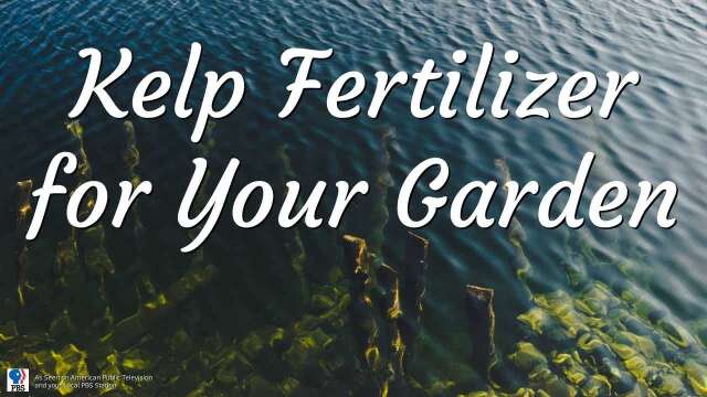 Kelp Fertilizer for Your Garden