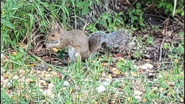 LIVE : Feeding Squirrels- IRL