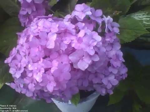 Beautiful purple hydrangeas with raindrops in a cement vase [Nature & Animals]