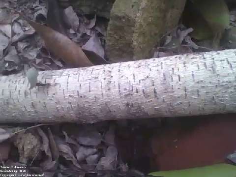 Cutting ant carrying a small leaf, while passing through a tree trunk [Nature & Animals]