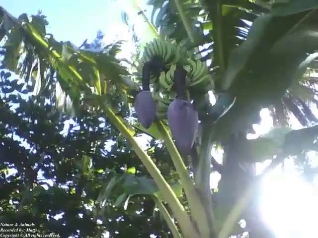 Banana tree with lots of banana bunches, they are still green! [Nature & Animals]