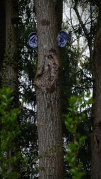 Baum des Lebens AVA-INFO