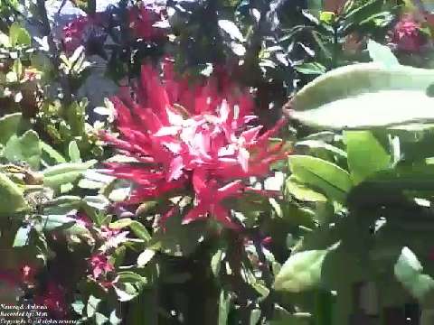 Pretty pink ixora flower next of the beach, it have lot of thorns! [Nature & Animals]