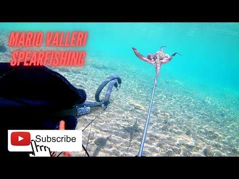 Spearfishing Octopus / Zıpkınla Ahtapot Avı (İzmir - Özdere) Balık