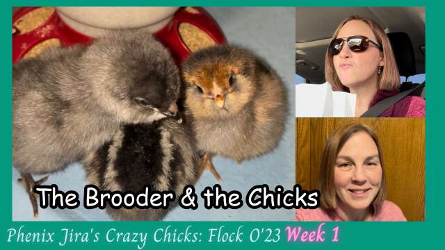 Making a Brooder Box and Getting New Chicks