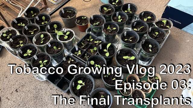 Tobacco Growing Vlog 2023 #3 - The Final Transplants
