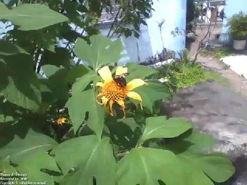 Carpenter bee is seen pollinating a sunflower, it is a frightening insect! [Nature & Animals]