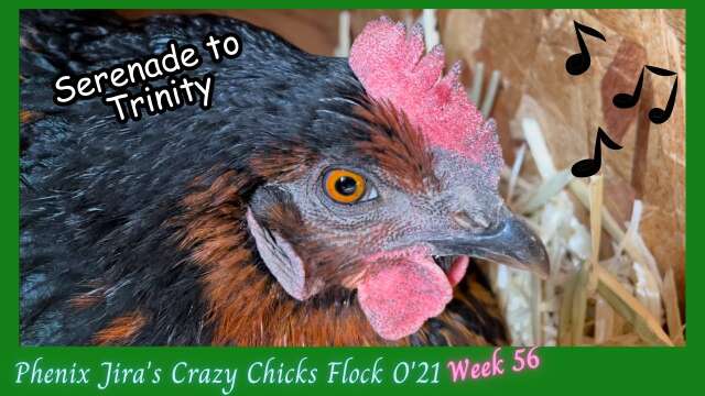 Singing to Chickens | Oh, Trinity!