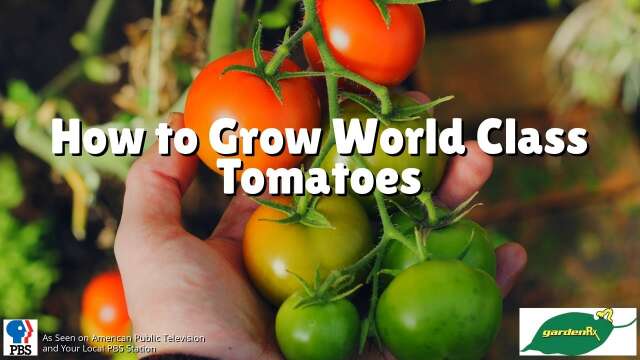 How to Grow World Class Tomatoes