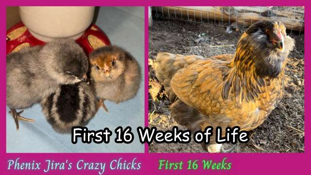 Baby Chickens Growing Up