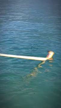 Alphorn AVA-INFO