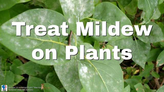 Treat Mildew on Plants