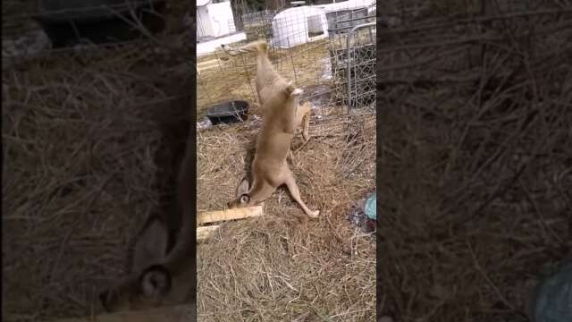 Rescuing a Frightened Deer Stuck on a Fence