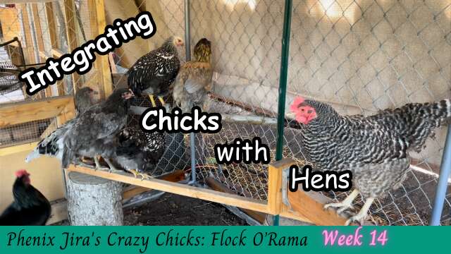 Integrating Chicks with Hens - Stage Two