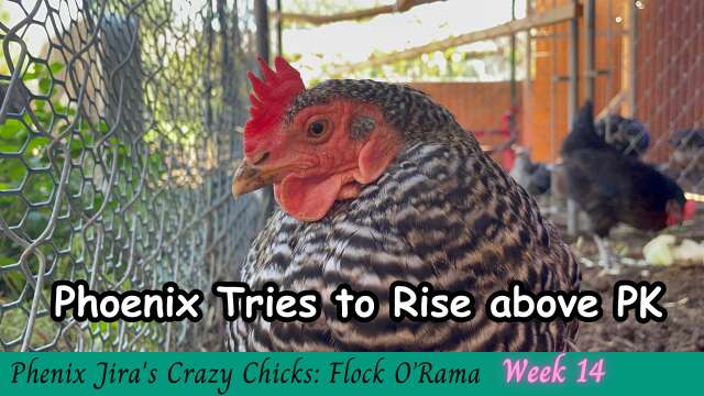 Pecking Order Challenge & Chicken Misinformation