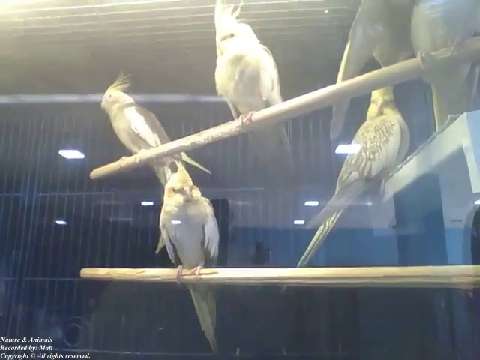 Cockatiels from the store wait for a new owner to be adopted [Nature & Animals]