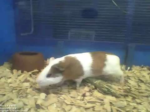 Cute white and brown guinea pig loves being filmed, so flufly and sweet! [Nature & Animals]