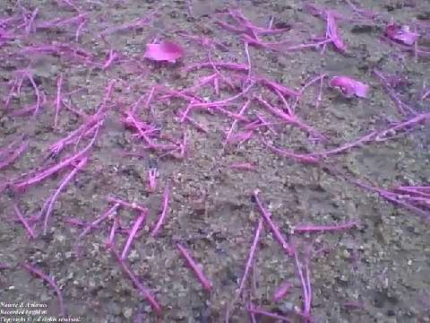 Rose apple flowers on the floor add a special touch [Nature & Animals]