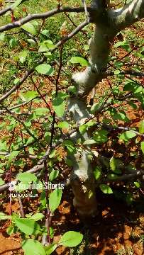 Cet Arbre Millénaire Ressuscité d’une Graine Vieille de 2 000 Ans ! Un Miracle Botanique ! #survie