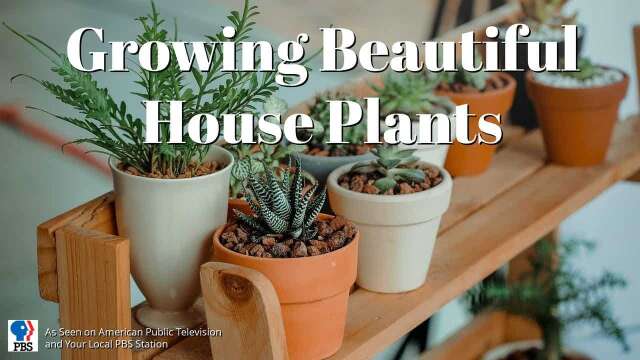 Growing Beautiful House Plants