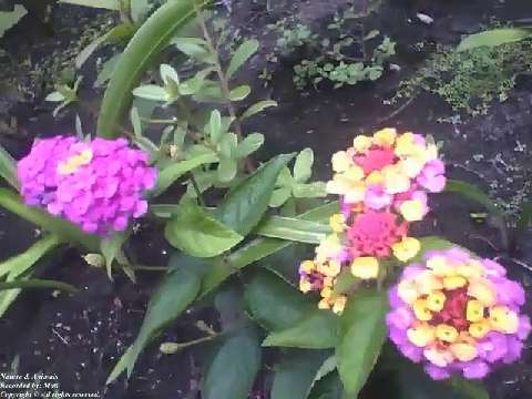 Lantana camara yellow and purple are filmed in a small garden, beautiful flowers! [Nature & Animals]