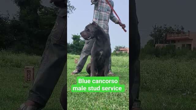 Italian Canecorso stud service haryana 9728644404#dog #dogs #doglover #canecorso #cane #dogbreed🐕🐕🐕🐕