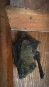 Wasserfledermaus Myotis daubentonii AVA-INFO