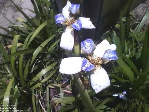 Beautiful iris flowers in the science museum, they are very beautiful [Nature & Animals]