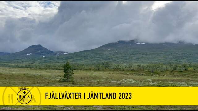 Fjällväxter i Jämtland 2023