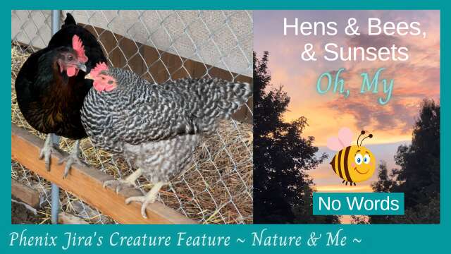 Hens & Bees & Sunsets - Creature Feature