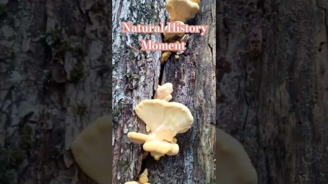 Young Chicken, Autumn Woods #naturalhistory #berkshires #mushroom