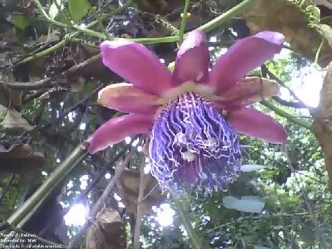Beautiful purple passion flower in the botanical garden, very pretty [Nature & Animals]
